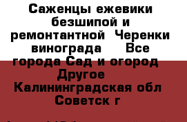 Саженцы ежевики безшипой и ремонтантной. Черенки винограда . - Все города Сад и огород » Другое   . Калининградская обл.,Советск г.